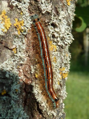 Malacosoma neustria